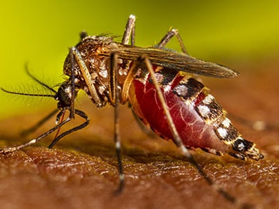 Arbovirology