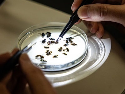 Entomology